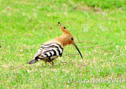 hoopoe (Upupa epops) Laura Noble